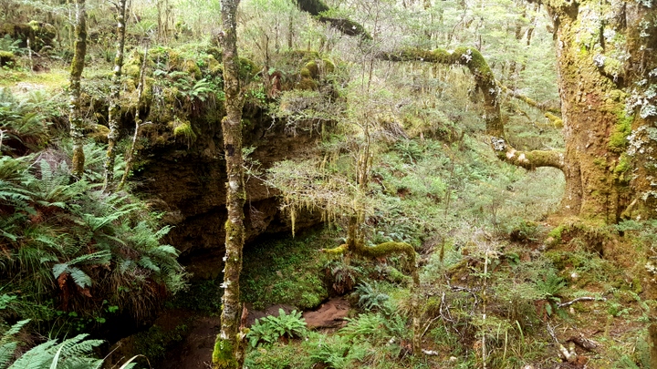 Enchanted forest on the Heaphy track